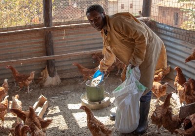 Farmer provides food to chickens in Uganda