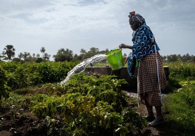 A woman in a farmland watering plants.