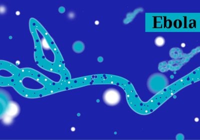 Illustration of Ebola virus showing long thin curving light blue filament with two loops and wing-like structure on lefthand side and righthand end curving upwards against dark blue background