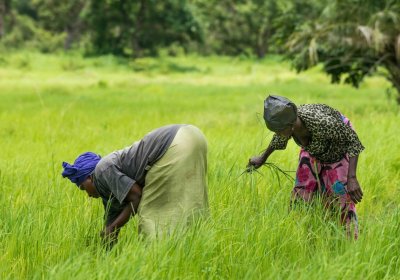 Women hard at work harvesting their rice crops in rural Gambia. Credit: LSHTM/MRC International Nutrition Group, MRC Unit The Gambia