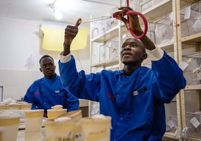 An MRCG researcher in a blue lab coat holds up a glass tube holding mosquitos while his colleague watches. This photo illustrates the work that went into developing the RTS,S malaria vaccine.