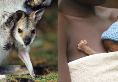 Just like a baby kangaroo sits in his mother’s pouch, kangaroo mother care involves skin-to-skin contact
