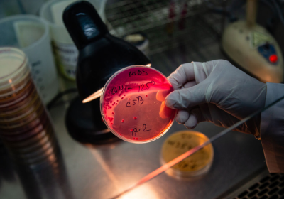 A scientist’s blue gloved hand holds a circular culture dish stained red. In the background are more dishes and laboratory equipment.