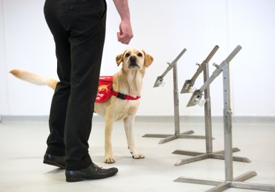 Medical Detection Dog in training room. Credit: @BexArts