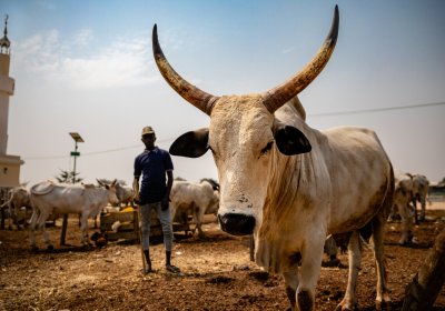 Hausa ethnic group rearing cattle in Nigeria