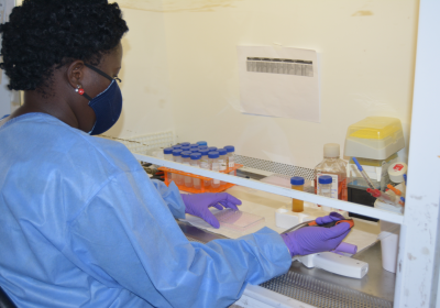 A scientist setting up experiments to a measure the amount anti-COVID protective antibodies in volunteer blood samples 