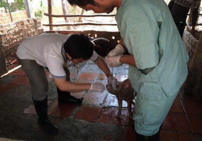 Caption: Field technicians from the National Animal Health and Production Research Institute in Cambodia collect a nasal swab from a pig as part of a pilot study Credit: James Rudge