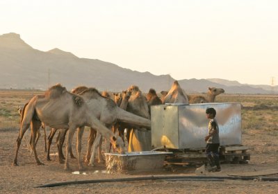 Camels in southern Jordan. Credit: Peter Holloway