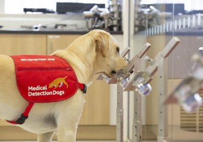 Medical Detection Dog Storm in training room. Credit: Neil Pollock/MDD