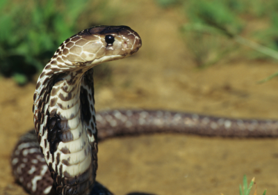 Cobra snake. Credit: Canva