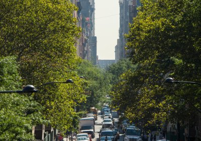 ​Urban forestry in the City of New York​ 