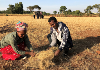 Caption:Colleagues from the Amhara Region Bureau of Agriculture hand-threshing teff, a small-grained staple cereal crop, in a farmer’s field in Amhara region, Ethiopia. Credit: Martin Broadley 