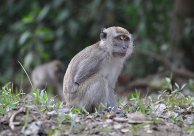 Long tailed macaque, Sabah, Malaysia