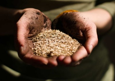 Hands holding grain. Photo by Vince Veras on Unsplash 