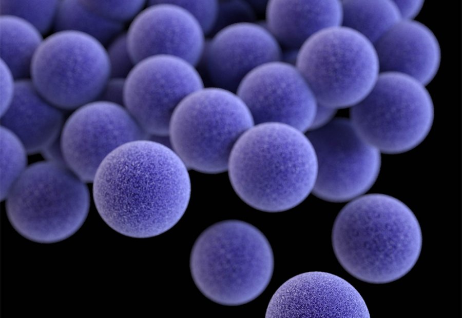 Image: 3D-computer generated image of a group of MRSA-bacteria. Credit: CDC-James-Archer