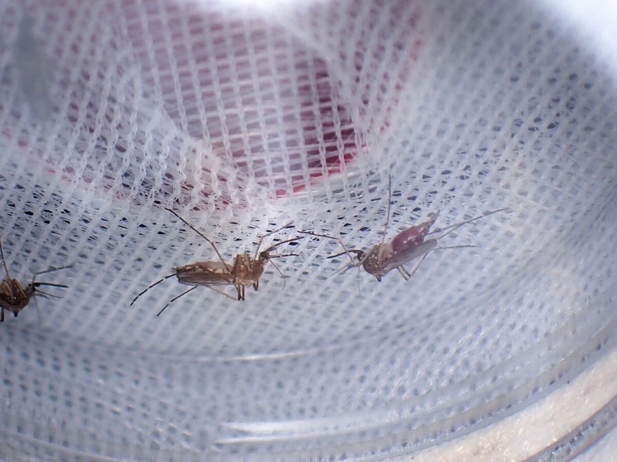 “Some of the mosquitoes are very beautiful.” - Dr Mojca Kristan, Assistant Professor at LSHTM