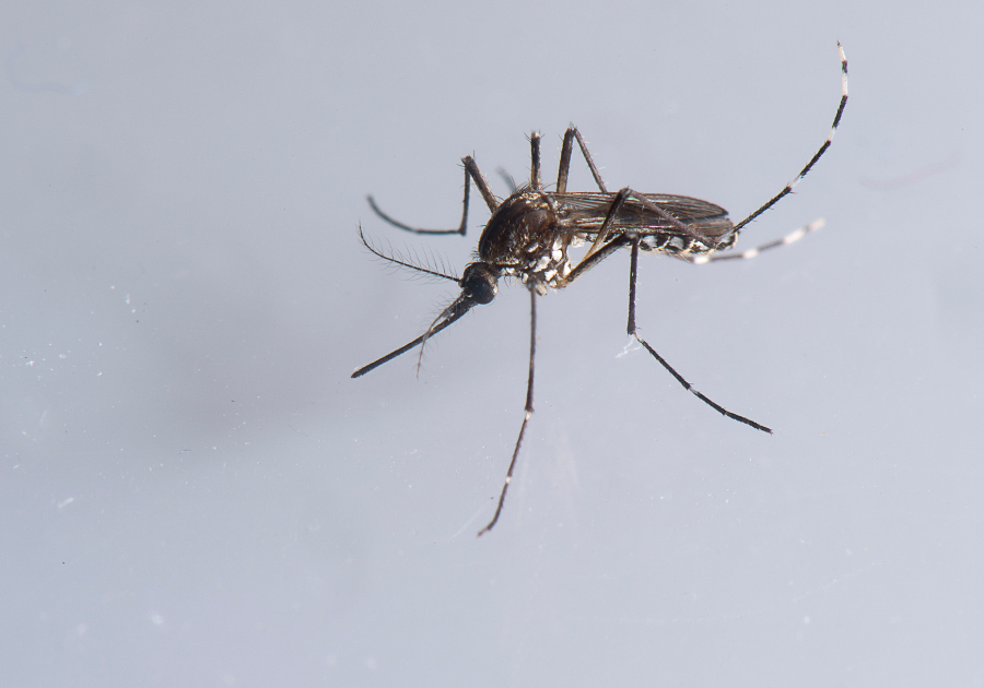 Aedes aegypti, a mosquito with black and white markings on its legs.