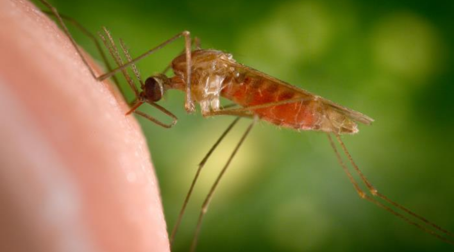 Close up show of Anopheles gambiae mosquito on skin with green background