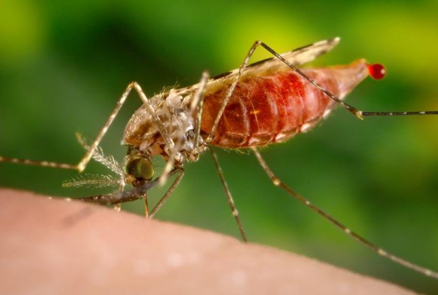 Mosquito bite frequency influences malaria spread | LSHTM