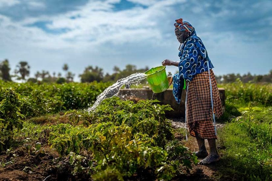 A Woman watering crops