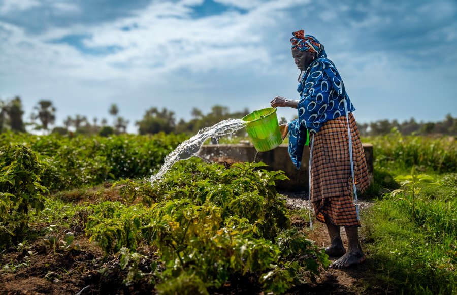 A Woman watering crops