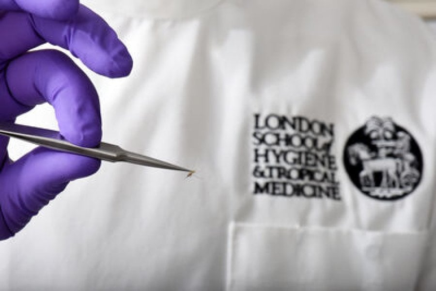  Staff working with mosquitoes in the lab