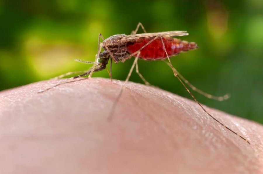 Caption female Anopheles merus mosquito Credit CDC James Gathanay