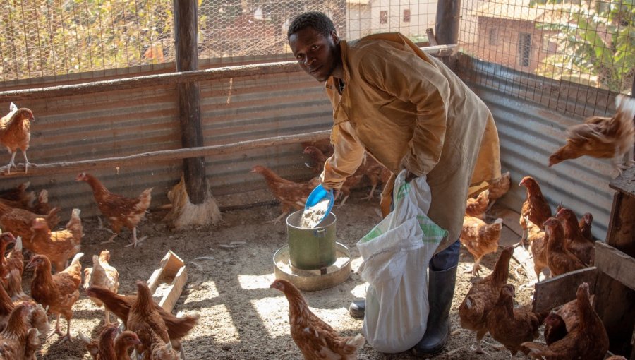 Farmer provides food to chickens in Uganda