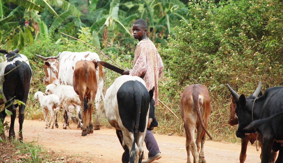 Cattle in Uganda