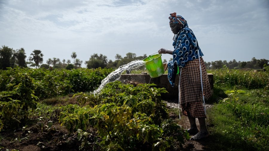 A woman in a farmland watering plants.