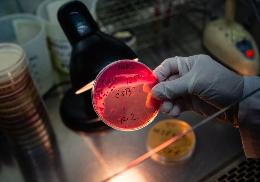 A scientist’s blue gloved hand holds a circular culture dish stained red. In the background are more dishes and laboratory equipment.