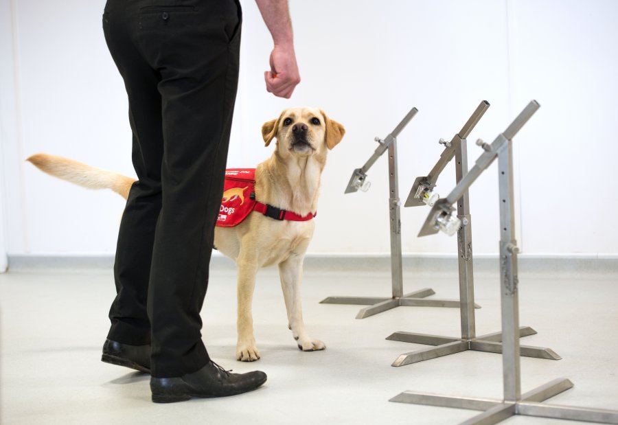 Medical Detection Dog in training room. Credit: @BexArts