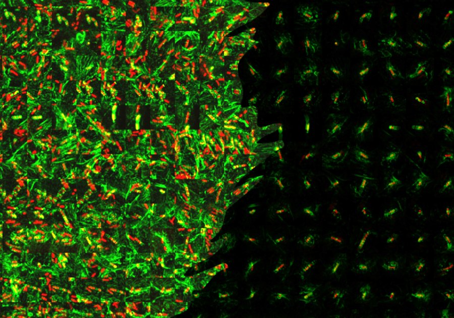 Interwoven green and red abstract shapes on the left of the image and a grid of green dots on right, on a black background.  It is a machine learning approach to investigate Shigella (red) – septin cage (green) entrapment using high content microscopy. Credit Ana Teresa Lopez Jimenez.