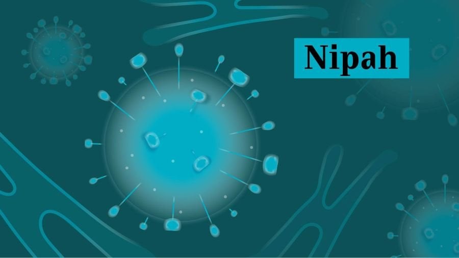 Graphical illustration of nipah virus using blue colours.
