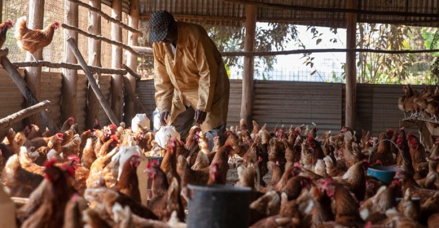Chickens being fed by the Farm Manager, Uganda