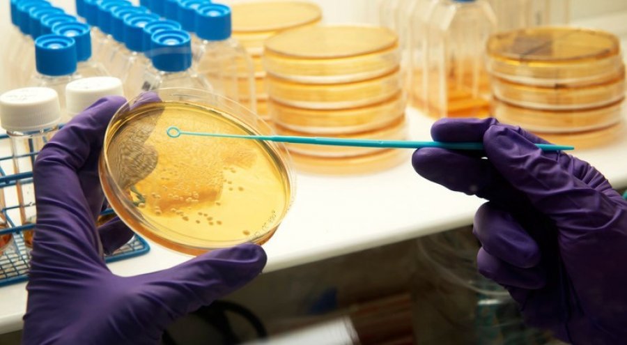 Scientist swabbing bacteria from a petri dish