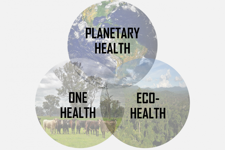 Three images set in a venn diagram layout showing earth for planetary health, cattle for one health and a rainforest for eco-health