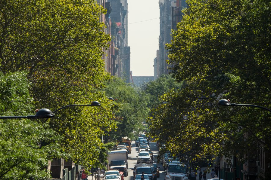 ​Urban forestry in the City of New York​ 
