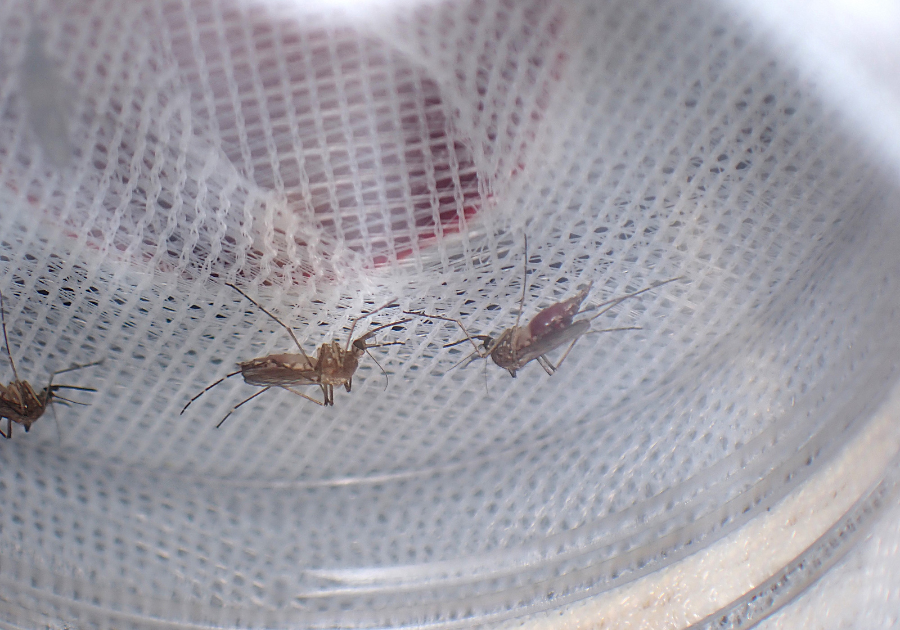 Aedes vexans mosquitoes in the LSHTM insectary
