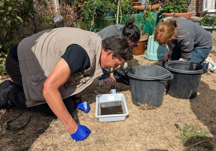Photo of 3 people kneeling on the ground looking in buckets for mosquito larvae