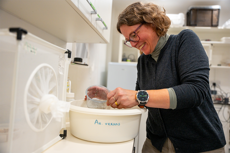 Dr Mojca Kristan working in the LSHTM insectaries