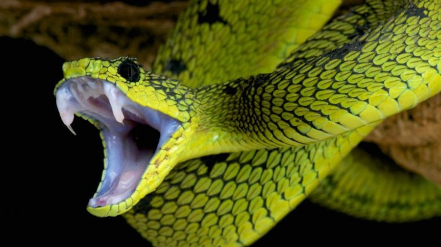 Innovative Simulation Model Predicts Snakebite from Snake-Human Interactions