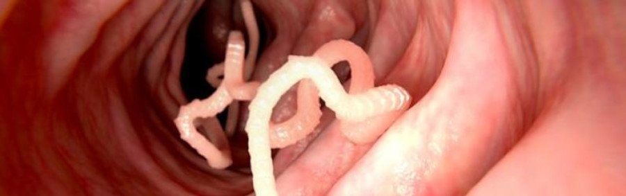 Can worms contribute to better health?