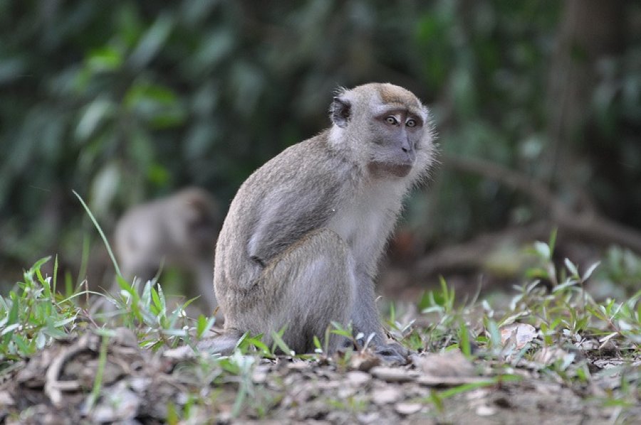 Long tailed macaque, Sabah, Malaysia