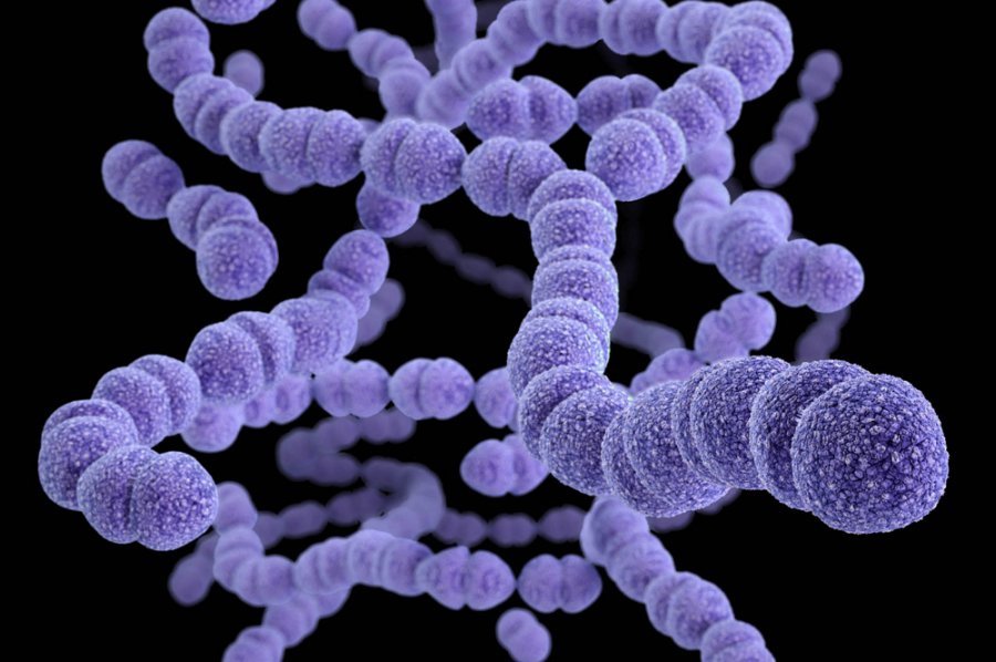 Streptococcus pneumoniae. Credit: Centers for Disease Control and Prevention