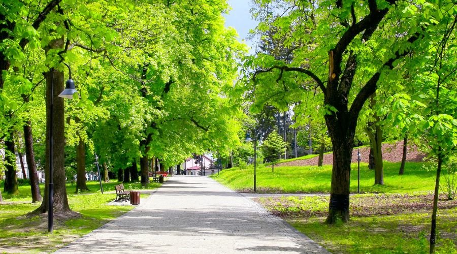 Image of trees in a city during the summer