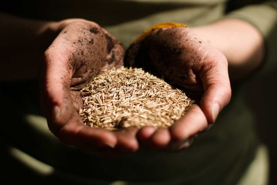 Hands holding grain. Photo by Vince Veras on Unsplash 