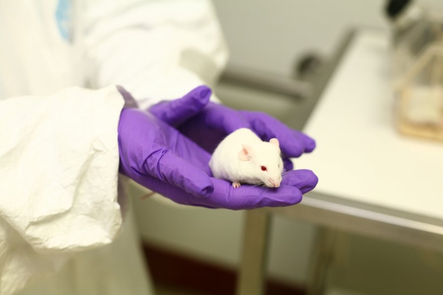 White mice in purple gloved hands