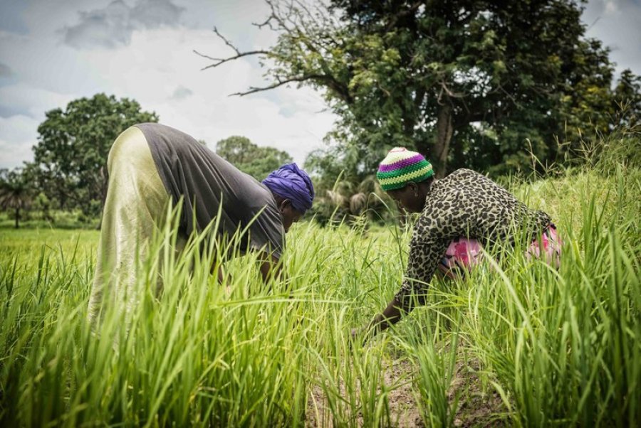 Caption: Women hard at work harvesting their rice crops in rural Gambia Women harvesting their rice crops in rural Gambia. Credit: LSHTM