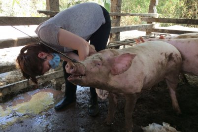 Woman researcher with pig in Cambodia